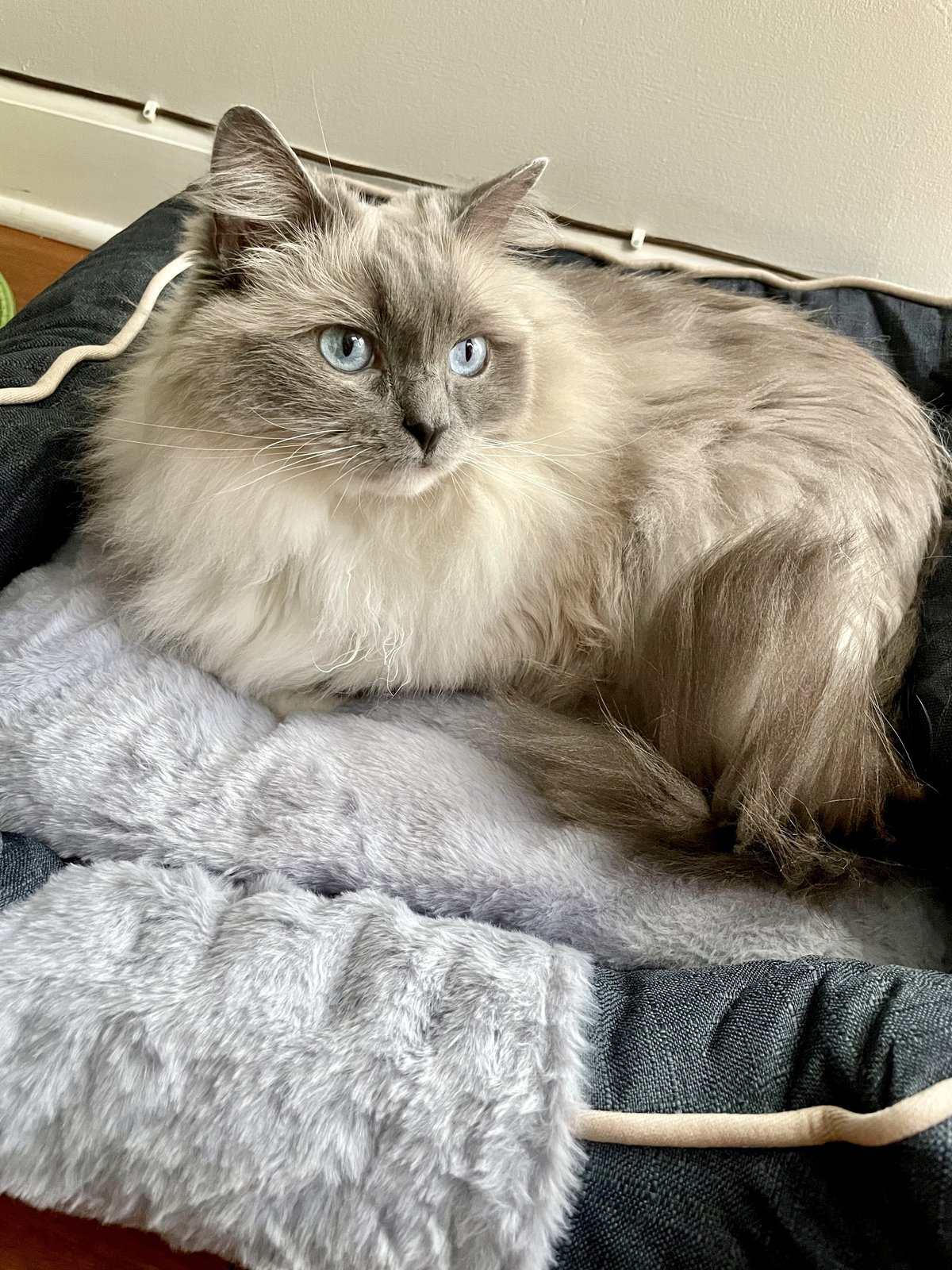 Shiloh, a blue-eyed Ragdoll cat, resting on a soft bed.